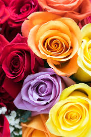 European Floral Garden At From You Flowers Rose And Lily Bouquet Flowers For You Rainbow Roses
