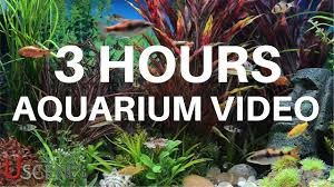 3 Hour Aquarium Video By Uscenes Free Aquarium Tv Screensaver Youtube