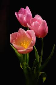 Pin On Fiori