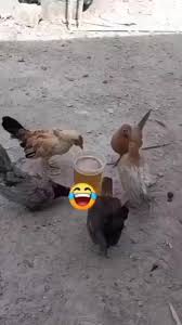 MAANDOORIYAHA HALISTA KU AH DHALLINYARADA