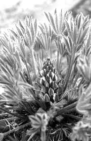 Image result for Thomandersia congolana