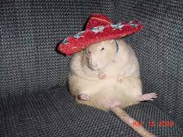 Pin By Cheryl On A Mischief Of Rats Cute Rats Cute Animals Cute Creatures