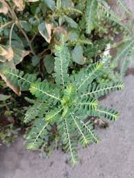 Image result for Phyllanthus polyanthus