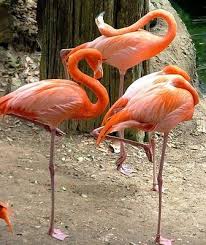 I Am A Yoga Kaki Animal Yoga Animal Yoga Flamingo Animals