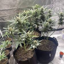 Rated 4.76 out of 5 based on 55 customer ratings. Bubba Kush Auto Humboldt Seeds Strain Info Growdiaries