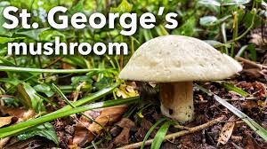We're delighted to be supporting peelham farm, phantassie organic eggs, welch fishmongers, campbell's prime meats, grahams the family dairy, i'ciacca, capital, cqs, carroll's heritage potatoes and many other small local suppliers. Spring Mushroom Foraging St George S Mushroom Calocybe Gambosa Youtube