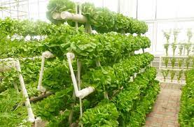 How To Build Flood Drain Hydroponics On Your Own Hydroponic Farming Indoor Vegetable Gardening Hydroponic Gardening