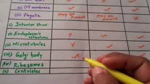 Single celled microorganisms are called unicellular organisms where protozoa, algae, bacteria, fungi falls upon this category while multicellular organisms animal cell is a type of eukaryotic cell and is a basic unit of life which comprises of all cell bound organelles to carry out different functions and to. Differences Between Bacterial Animal And Plant Cells Youtube