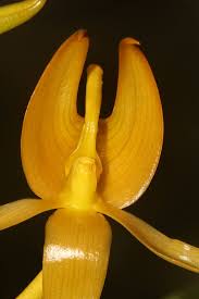 Image result for Bulbostylis macra