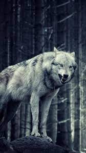 Share wolf wallpaper for iphone with your friends. Wallpaper 596169 Source A Wolf Wallpaper Iphone 6 Hd 1080x1920 Wallpaper Teahub Io