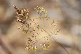 Image result for Pentameris