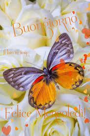 Immagini del buongiorno con frasi da scaricare gratis. Immagini Buongiorno Con Fiori E Farfalle