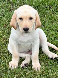 Rice's Retrievers added a new photo.