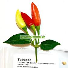 Image result for Capsicum frutescens