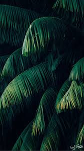 10 Tropical Jungle Iphone X Wallpapers Preppy Wallpapers Jungle Photography Green Pictures Tropical Wallpaper