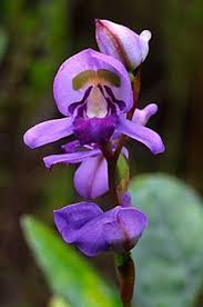 Image result for Disa equestris