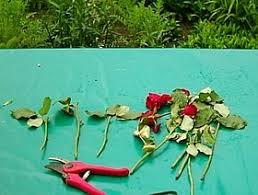 Zwei wichtige tipps will ich zur beantwortung dieser frage geben. Garten Ohne Geld Anlegen