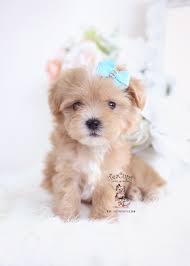 See maltipoo pictures, explore breed traits and characteristics. Apricot Maltipoo Puppies Teacup Puppies Boutique