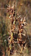 Image result for Cymbopogon pospischilii