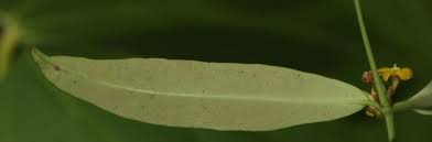 Image result for Secamone