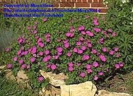 #1 size bare root division requirements: Plantfiles Pictures Geranium Bloody Cranesbill Hardy Geranium New Hampshire Purple Geranium Sanguineum By Mossrose