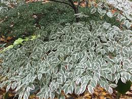 Image result for Cornus volkensii