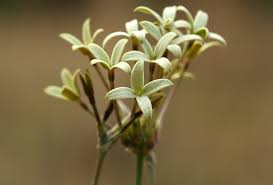 Image result for Kohautia cynanchica