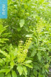 Image result for Ocimum lamiifolium