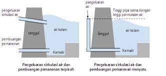 Baik kolam ikan koi dalam rumah maupun luar rumah, kolam membutuhkan sinar matahari yang idealnya, kedalaman kolam ikan koi adalah 1 meter untuk ikan koi dengan ukuran kurang dari 30 cm. Fakta Budidaya Ikan Nila Kolam Beton Untuk Pemula