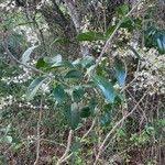 Image result for Feretia