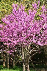 We did not find results for: Redbud Home Garden Information Center