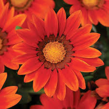 Check spelling or type a new query. Gazania Seeds 7 Top Gazanias Annual Flower Seeds