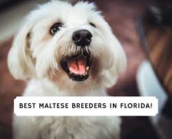 We are a private breeder who handles, trains and shows havanese. 7 Best Maltese Breeders In Florida 2021 We Love Doodles