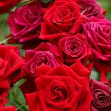 Welcome friends today i am giving you the top new rose flower. Flowers And Plants
