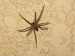 In fact, most homes in tennessee have at least one or two of them living inside. Terrifying Brown Spiders Moving North With Global Warming Brown Recluse Brown Recluse Spider Spider
