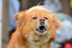 hormonal influences on canine aggression canine dog behavior domestic dog