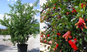 We did not find results for: Punica Granatum Pomegranate Tree Shrub Garden Plants Online