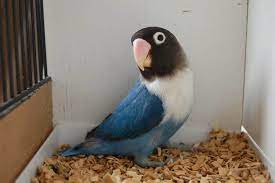 Lovebird Cobalt Warna