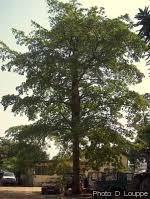 Image result for Terminalia superba