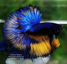 The Most Expensive Betta Fish Nice Betta Thailand Co Ltd In 2020 Betta Fish Breeding Betta Fish Pet Fish
