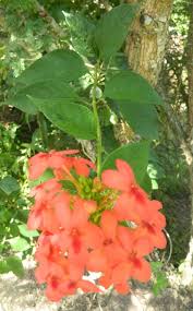 Image result for Ruspolia australis