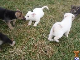 Buy and sell german shepherd puppies & dogs and almost anything on gumtree australia. German Shepherd Puppy For Sale Snow White German Shepherd Puppies 14 Months Old
