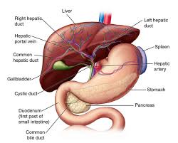 Image result for pancreas)