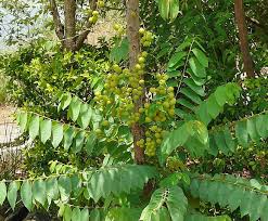 Image result for Phyllanthus gossweileri