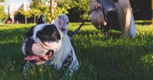 Serves chicago, il i offer basic obedience training with emphasis toward off. Sit Means Sit Dog Training Chicago Chicago Puppy Trainers