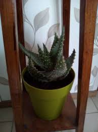 Image result for Aloe aculeata × ortholopha