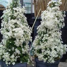 Clematis bosrank cartmanii joe,how long does it take to grow to full size. Clematis Joe Immergrun Fur Balkon Und Terrasse Online Kaufen Clematisonline De