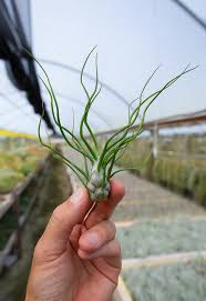 Image result for Bulbostylis pusilla