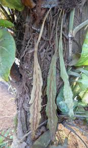 Image result for Selaginella vanderystii