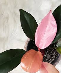 Philodendron Pink Congo House Plants Indoor Philodendron Pretty Plants